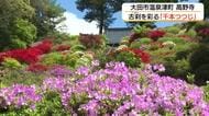 創建1200年の古刹に春の彩り…高野寺の“千本ツツジ”が見頃　5月5日に『つつじ祭り』（島根）