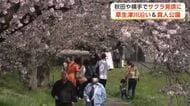 ぽかぽか陽気の中、満開の桜を楽しむ　県内各地の桜の名所、多くの人でにぎわう　秋田