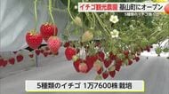 ５種類のイチゴ栽培！基山町に観光農園オープン【佐賀県】
