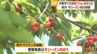 今季初サクランボ盗難被害…佐藤錦15キロ・10万円相当　手の届く枝から軸ごと取られる　山形・天童市