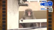 【広島あの日のきょう】市街地にサル出没！捕獲作戦（2009年）小学校に逃げ込み授業中断、学校は騒然