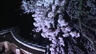満開で雨の夜桜に「きれい」津山・千光寺で推定樹齢１５０年超のシダレザクラのライトアップ始まる【岡山】