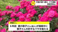 天国の妻へ贈る バラ満開 宮崎県串間市
