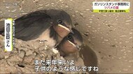 こんなところに!ツバメの巣【佐賀県佐賀市】