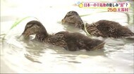 日本一の干拓地の楽しみ「潟」とは 秋田・大潟村