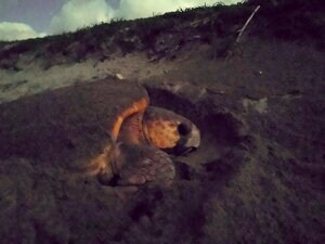 2021年度の種子島アカウミガメ保全調査を実施 産卵目的の回帰周期などをデータ化し、生態の解明につなげる