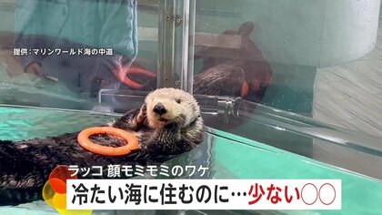 ラッコが水に浮かびながらマッサージ！　顔モミモミの意外なワケは…体を温める「グルーミング」　福岡市・マリンワールド海の中道