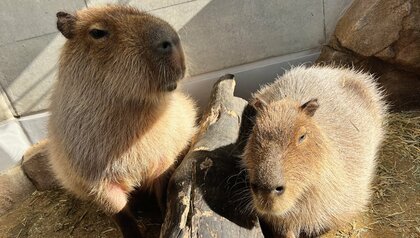 【アトア│神戸の港の水族館】画像AIを用いて飼育生物の行動分析に挑戦!IT人材育成事業で(株)神戸デジタル・ラボと共同開発