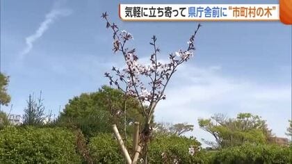新潟県庁前に“市町村の木”植樹！「それぞれ特徴がありおもしろい」 県民が気軽に立ち寄れる庁舎へ…敷地の有効活用第1弾