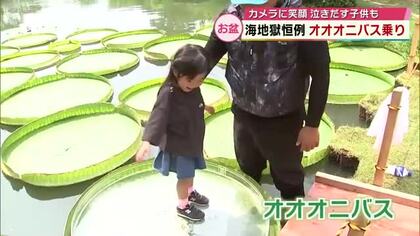 海地獄でお盆限定の“オオオニバス乗り”　温泉の熱を利用し栽培「ふかふかしてた」大分県別府市