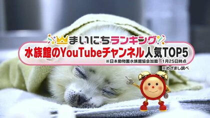 水族館のYouTubeチャンネルTOP5…2位はラッコがポケットから次々に…”動画が大人気　では1位は