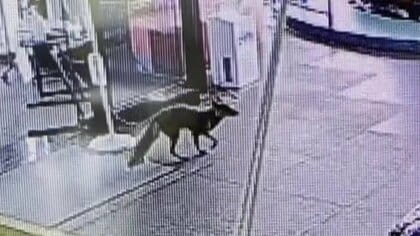 キツネが売店でスナック菓子を万引き!?　反省の色なく…周辺で度々目撃「エサは与えないで」【宮崎発】