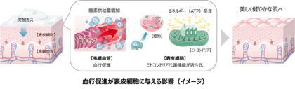 血行促進により表皮細胞が活性化するメカニズムを、ヒトの肌で新たに確認