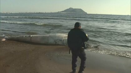 “頭部のないクジラ”が海岸に…外傷なく、自然に死んで漂着か　北海道・北斗市