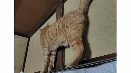 屏風から出てきた！？カーテンレールを歩く猫の“薄さ”に飼い主もビックリ…なぜこうなったのか状況を聞いた