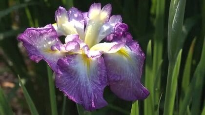 富山・砺波市の県民公園頼成の森で「花しょうぶ祭り」開幕　600品種70万株が来場者を迎える