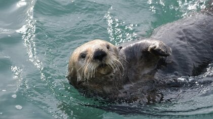 ラッコは眠る時にコンブを巻き付ける！？動物学者・今泉忠明さんに聞くラッコの生態と日本の水族館で2頭しかいないシビアな現状