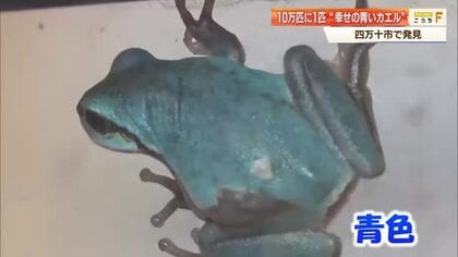 10万匹に1匹「幸せの青いカエル」高知で発見！黄色色素の欠如で青色に、四万十市で展示中