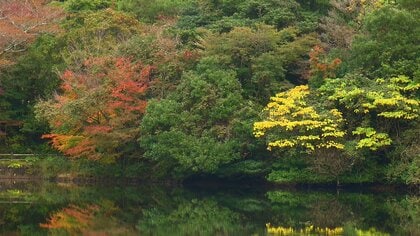 絵画のような美しさ！雲仙の紅葉は12月上旬まで 地元住民の支えで続く“秘湯500円” 移住した夫婦が営む“喫茶店” 冬だって楽しい！雲仙散策