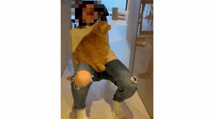 「絶対に降りたくない」愛猫が乗ったまま移動する飼い主のクセが強い…座り心地がいい？なぜこうなったのか状況を聞いた