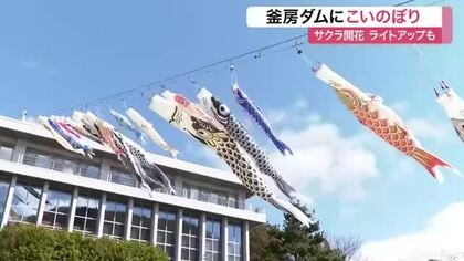 釜房ダムに３０匹のこいのぼり　サクラとの競演で春の景色を満喫〈宮城・川崎町〉