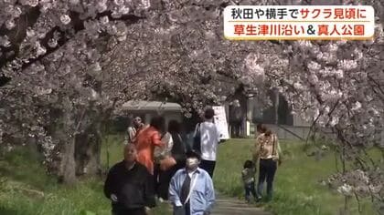 ぽかぽか陽気の中、満開の桜を楽しむ　県内各地の桜の名所、多くの人でにぎわう　秋田