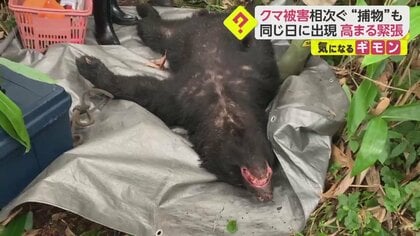 【恐怖】クマがブタ3匹を次々襲ったか　同じ日にはペンションにも…長野で緊張高まる　