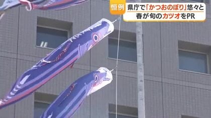 鹿児島「かつおのぼり」県庁に登場　春が旬のカツオをＰＲ