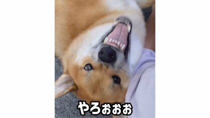 「なんかちがう…」ママとパパで態度が変わる柴犬がツンデレすぎる…あからさまにパパには冷たい理由を聞いた