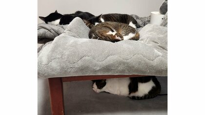 イタズラ対策しても効果なし？朝起きると猫4匹がこたつの上下に大集合…飼い主が使うのを諦めるのかその後を聞いた