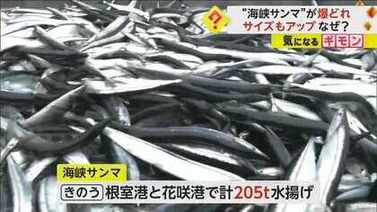 秋の味覚“海峡サンマ”が豊漁！　サイズも大きく地元漁師「調子はいい」　海水温が高かったことが影響か　北海道