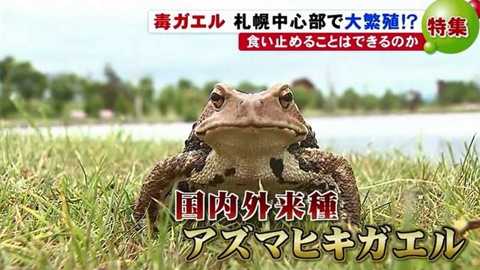 このままだと札幌中心部で大繁殖 有毒 アズマヒキガエル 行政の対策 後手 に批判 北海道発