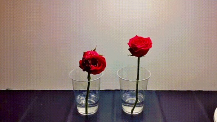 水と園芸用「花びら液」の比較(左:水 右:園芸用「花びら液」)