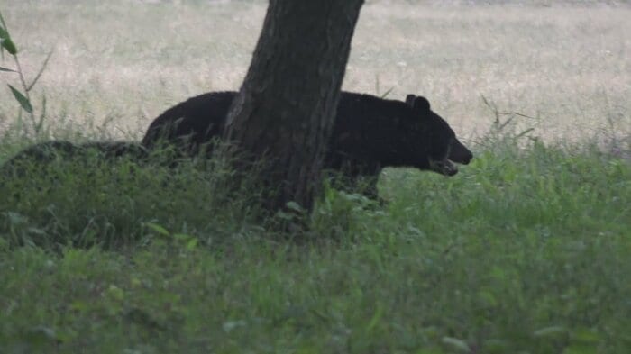 富山県内に出没したクマ（資料）