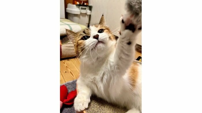 ねるちゃん