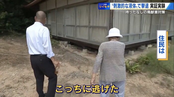 逃げたイノシシの足跡をたどる住民