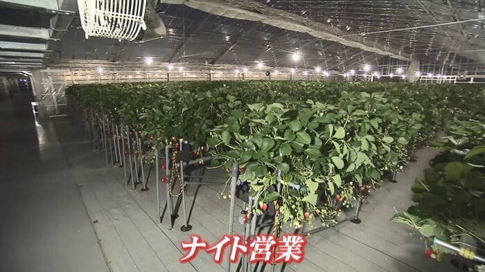 ナイト営業ではイチゴもライトアップ
