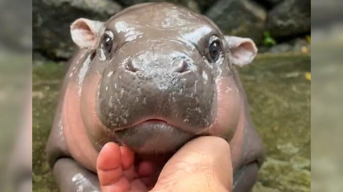 SNSでミーム化したムーデンの表情(写真：khao kheow open zoo 2024年)