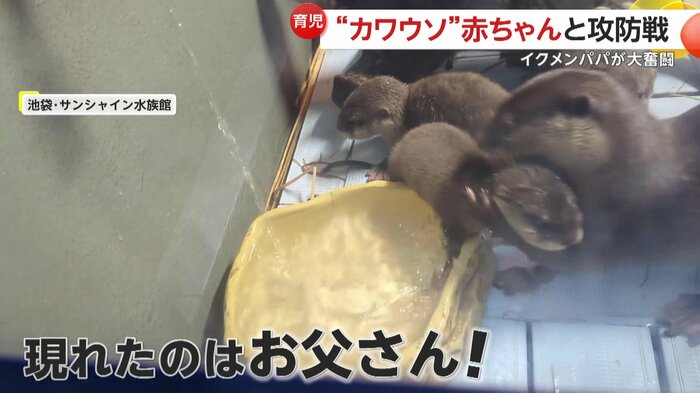 必死に水から引き離すお父さん(池袋・サンシャイン水族館)