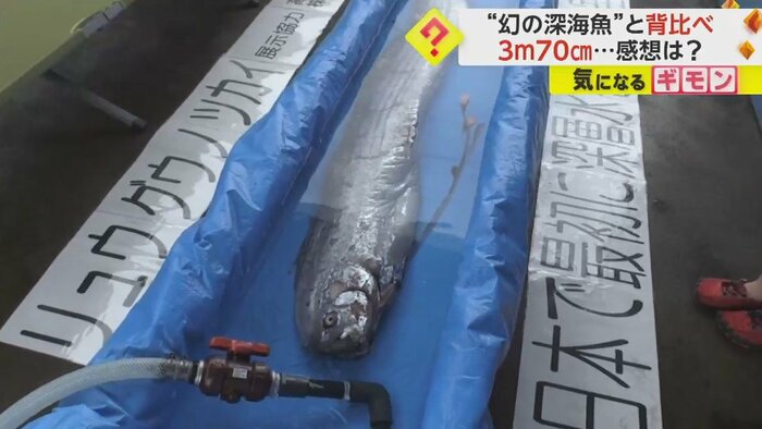 リュウグウノツカイは、「むろと廃校水族館」に保管されている