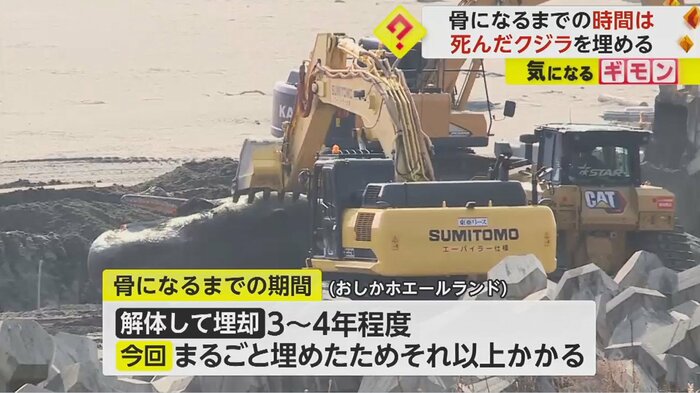 市はクジラを埋めた場所に柵を設置し、定期的に経過確認へ
