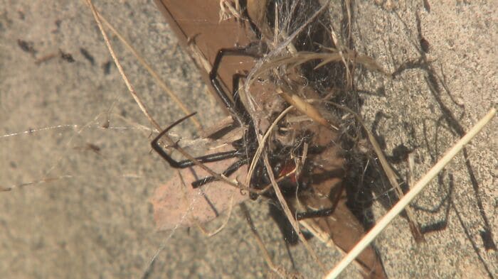 道路の側溝で見つかったセアカゴケグモ(2017年の取材より)