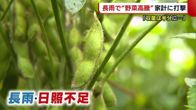 《野菜高騰(1)》 「収量は半分に」ブランド枝豆“くろさき茶豆”にも長雨の影響【新潟】