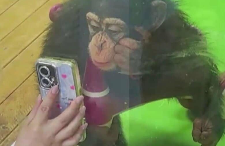 “スマホ中毒”になったチンパンジー？画面釘付けで視力悪化など懸念した動物園はSNSに「スマホ見せないで」中国｜FNNプライムオンライン