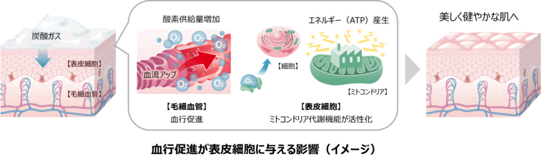 血行促進により表皮細胞が活性化するメカニズムを、ヒトの肌で新たに確認