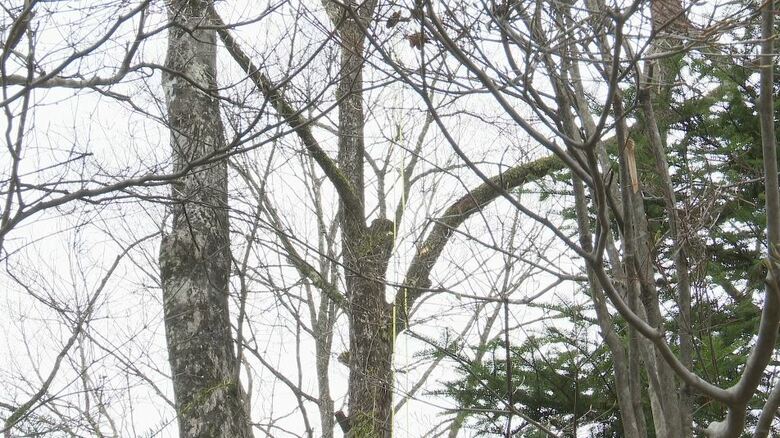 「ただごとじゃない」作業員の男女2人が死亡　落下した木が当たったか　軽井沢町の別荘地で5人で高さ約10ｍの木を伐採中…当たったとみられる木は長さ約1ｍ60cm・太さ約90cm｜FNNプライムオンライン