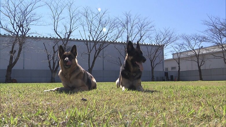 警察犬・ジャーマンシェパードのジーナ号とディアナ号の訓練公開　車から覚せい剤など見つけ表彰｜FNNプライムオンライン