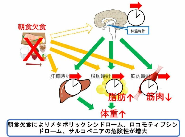 朝食欠食により、メタボリックシンドローム、ロコモティブシンドローム、サルコペニアの危険性が増大(提供:名古屋大学大学院・小田裕昭准教授らの研究グループ)