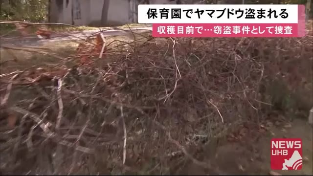 収穫前日に…保育園から
