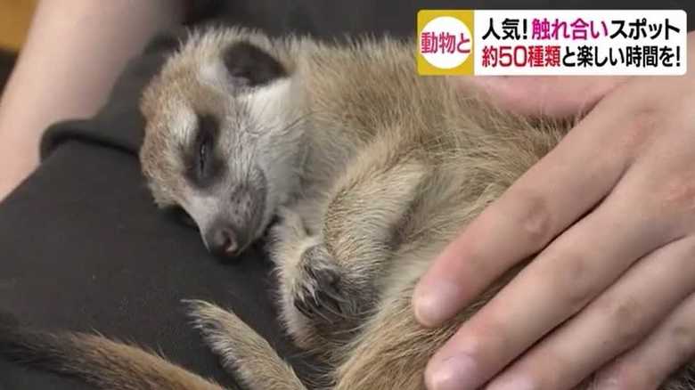 雨のシーズンに癒しを!寝顔にうっとり 気分転換に動物たちとふれ合おう【愛媛発】
